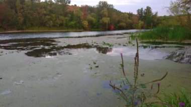 Alacakaranlıkta karşı kıyıda yemyeşil orman manzaralı Psel Nehri, Velyka Bahachka, Ukrayna