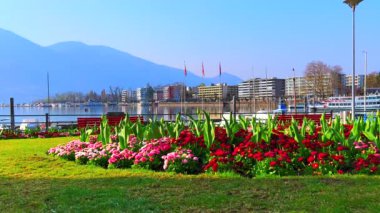 Maggiore Gölü, Locarno, Ticino, İsviçre 'deki göl kenarı parkındaki papatyaların parlak kırmızı ve pembe çiçekleri.