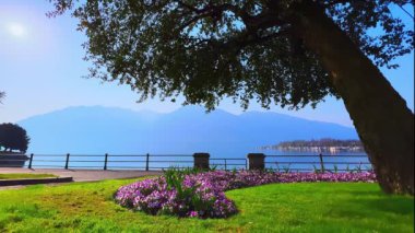 Maggiore Gölü, Locarno, Ticino, İsviçre 'deki yeşil çimlerin üzerindeki güzel mor çiçek tarhı.