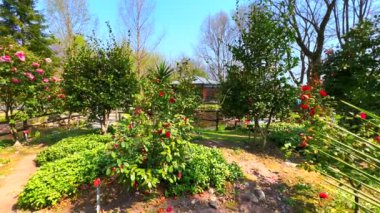 Locarno Kamelya Parkı 'nın manzarası. Kamelya çalıları, Ticino, İsviçre.