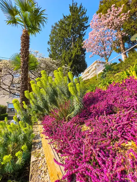 stock image The bright purple Erica Carnea (spring heath) and light green spurge in Parco Villa Malpensata, Lugano, Ticino, Switzerland