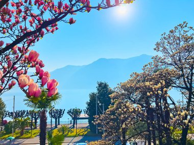 Çiçekli ping ve beyaz Magnolia Liliiflora ağaçları Ceresio seti ve sisli Alpler, Lugano, Ticino, İsviçre