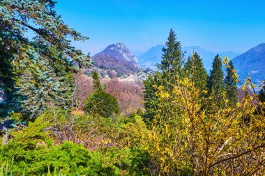 The picturesque Alpine landscape with Monte San Salvatore behind the lush conifer plants and blooming forsythia in Parco San Grato, Carona, Ticino, Switzerland clipart