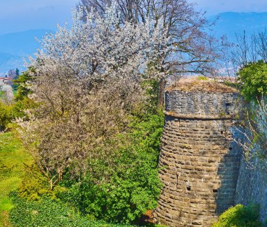 The ruined tower of the medieval Castello di San Vigilio with scenic spring blooming park around it, Bergamo, Italy clipart