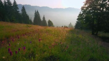 Sabahın erken saatlerinde parlak şafak güneşiyle dağlardaki güzel çayırların üzerinde, Dzembronia, Karpatlar, Ukrayna