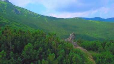 Eared Stone Dağı, Chornohora Sıradağları, Karpatlar, Ukrayna 'nın yamacındaki Subalpine Ormanı' nın alçak ve yemyeşil çam ağaçlarının panoraması