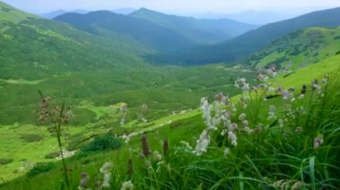 Dağ çayırındaki kır çiçekleri - çiçek açan Silene vulgaris (bakireler, mesane kamponu) Chornohora Dağlarındaki Pip İvan Dağı 'nın yamacında, Karpatlar, Ukrayna