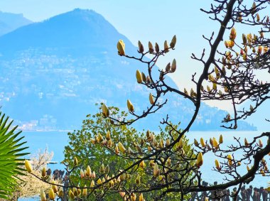 The beautiful buds of magnolia liliiflora against the hazy Ceresio Lake and Monte Bre, Parco Villa Malpensata, Lugano, Ticino, Switzerland clipart