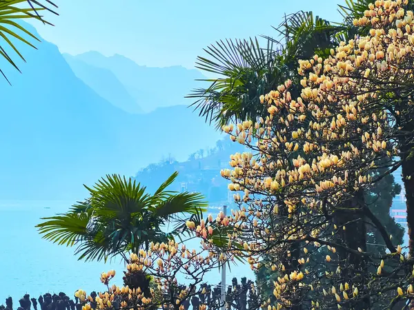 stock image The flowering yellow magnolia liliiflora and lush green chusan palms against the hazy Ceresio Lake and Monte Sighignola, Parco Villa Malpensata, Lugano, Ticino, Switzerland