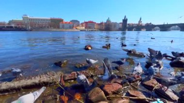 Uçan güvercinler, yüzen kuğular ve yaban ördekleri ile Vltava Nehri kıyısındaki Panorama Charles Köprüsü ve tarihi mimari, Prag, Çek