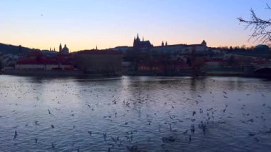 Vltava Nehri üzerinden Prag Şatosu 'na karşı uçan martı sürüsü.