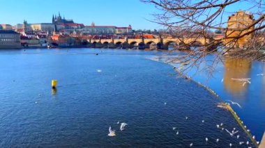 Vltava Nehri 'ndeki beyaz martılar ortaçağ kemerli Charles Köprüsü ve Çek Cumhuriyeti Prag Kalesi' nin Aziz Vitus Katedrali 'ne karşı.
