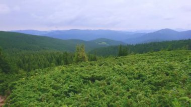 Hoverla Dağı, Chornohora Sıradağları, Karpatlar, Ukrayna 'nın yamacında Subalpine Bölgesi' nin yemyeşil kozalaklı kozalaklı ormanları.