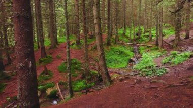 Kırmızı toprağı olan Hoverla Dağı 'nın dik yamacı, yüksek kozalaklı ağaçlar ve dar kıvrımlı Prut Nehri, vadi, Chornohora Sıradağları, Karpatlar, Ukrayna