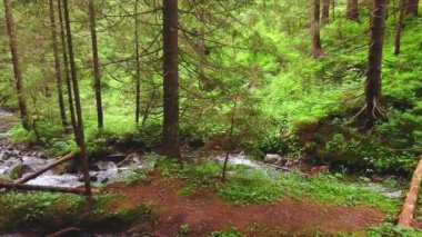 Dar dereleri ve Prut Nehri kaynağıyla gölgeli kozalaklı ormanın panoraması Hoverla Dağı, Chornohora Sıradağları, Vorokhta, Ukrayna