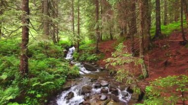 Hoverla Dağı eteğindeki gölgeli yeşil tarla ormanı. Prut Nehri, Vorokhta, Ukrayna 'nın kaynağında dar bir dere var.