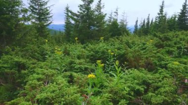 Kozalaklı ağaçlar ve Subalpine dağ bölgesinin ardıç çalıları, Vorokhta, Ukrayna