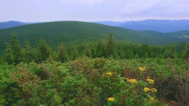 Subalpine bölgesi kozalaklı ormanı ve Ukrayna 'nın Chornohora Sıradağları, Hoverla Dağı' nın yamacından Karpatların manzarası