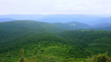 Subalpine Bölgesi 'nin verimli kozalaklı ormanları, Hoverla Dağı, Karpatlar, Ukrayna
