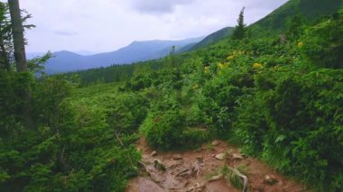 Subalpine bölgesinin yemyeşil kozalaklı çalıları bulutlu dağ manzarasına karşı, Hoverla Dağı, Chornohora Sıradağları, Karpatlar, Ukrayna