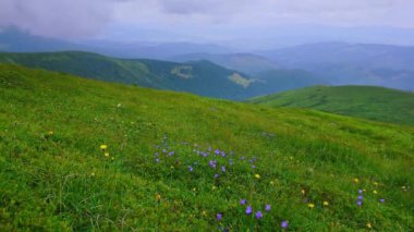 Karpatlar, Karpatlar ve Ukraynalılar 'ın Hoverla Dağı' nın Tundra bölgesindeki dağ çayırlarının yemyeşil çimlerinde çıngıraklı yılan çiçekleri ve diğer kır çiçekleri.