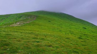 Alp Tundra bitki örtüsüyle kaplı Hoverla Dağı 'nın güzel yeşil yamacı ve doruğu, Chornohora Sıradağları, Karpatlar, Ukrayna