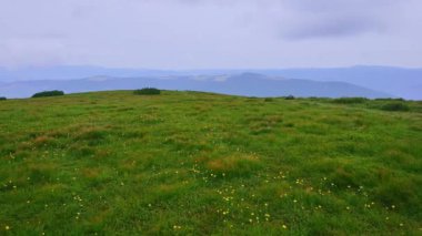 Hoverlyana ve Hoverla Dağı 'nın yeşil otlaklarıyla panorama, gri yağmurlu bulutlarla kaplı, Karpatlar, Ukrayna