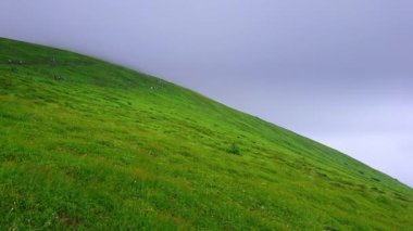 Hoverla Dağı 'nın dik yeşil yamacı Alp Thundra bölgesinin bitki örtüsüyle kaplıdır ve etrafı sis, Chornohora Sıradağları, Karpatlar ve Ukrayna ile çevrilidir.