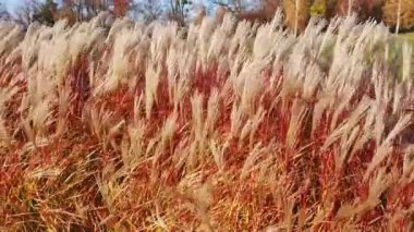 Parktaki bir gölün kıyısında rüzgarda sallanan kırmızı gümüşotlarının panoramik manzarası.