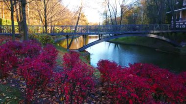 Arka planda eski bir köprü, Mezhyhirya, Ukrayna ile dar nehrin setinde kırmızı yapraklı manzaralı sonbahar bitkileri.