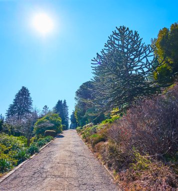 Şili çamı, ardıç çalıları, haydutlar, Parco San Grato, Carona, Ticino, İsviçre gibi çeşitli kozalaklı bitkilerle kaplı yürüyüş sokağı.