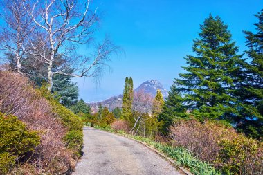 Yeşil rhododendronlar, kozalaklı ağaçlar ve kozalaklı bitkilerle kaplı dar yürüyüş yolu Monte San Salvatore, Parco San Grato, Carona, Ticino, İsviçre