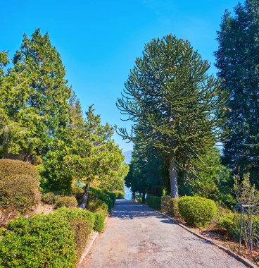 Parco San Grato sokağı budanmış boxwood çalıları, thuja ağaçları, Şili çamları ve rhododendronlar, Carona, Ticino, İsviçre