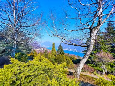 Parco San Grato Dağı 'nı, thuja, ardıçkuşu, rhododendron, huş ağacı ve diğerleri gibi farklı ilginç bitkilerle keşfedin, Carona, Ticino, İsviçre