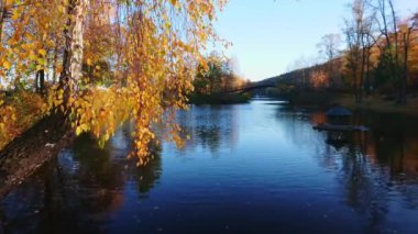 Güzel sarı huş ağacı sonbahar parkında, Mezhyhirya, Ukrayna 'da nehrin kıyısında yetişir.