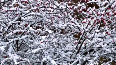 Mamajeva Sloboda Kazak Köyü, Kyiv, Ukrayna 'nın eski ahşap kilisesine karşı parlak kırmızı böğürtlenlerle karlı viburnum çalılığının panoramik görüntüsü
