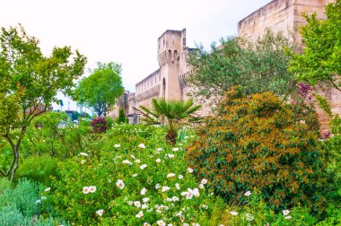Avignon 'un ortaçağ surlarının önünde şakayık çalıları olan güzel bahçe yatağı. Arka planda Porte de l' Oulle kapısı, Avignon, Fransa.