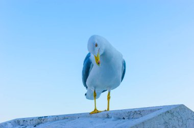 The seagull on the white marble balustrade of Capitoline Hill is preening its feathers, Rome, Italy clipart