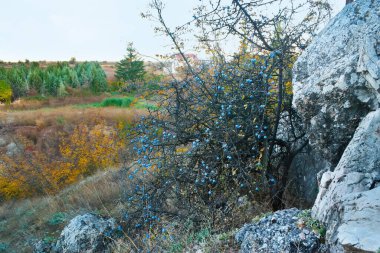 Beyaz kayalıklı dağ çayırı, mavi yamaçlı küçük siyah dikenli ağaç, arka planda sarı otlar ve gür çam ağaçları, Veles banliyösü, Kuzey Makedonya