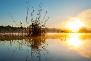 Sazlıkların karanlık silueti, Mladost Gölü, Veles, Kuzey Makedonya üzerindeki parlak buharlı gündoğumuna karşı kurulmuş