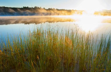 The thickets of reeds, growing along the bank of Lake Mladost, set against the bright misty sunrise, Veles, North Macedonia clipart