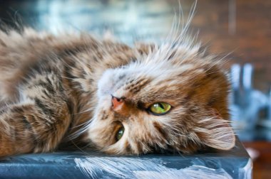 Yeşil gözlü tüylü kedi gevşek bir vücutla yan yatar, kafası yavaşça kıvrılır ve bir kulağının üzerinde dinlenir.