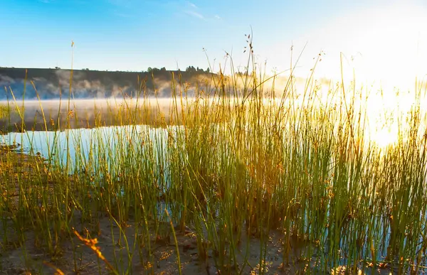 Mladost Gölü, Veles, Kuzey Makedonya 'daki yeşil sazlıkların arkasındaki buharlı gündoğumu