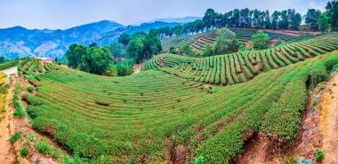 Chiang Rai, Tayland dağlarında bulunan Mae Salong Çin Yunnan çay köyü, sisli çay plantasyon Panorama