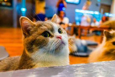 Chiang Mai, Tayland 'da bir kafede oturan meraklı kediler.