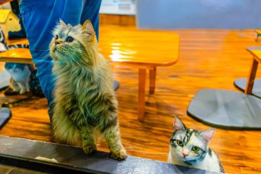 Chiang Mai, Tayland 'da bir kafede oturan meraklı kediler.