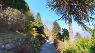 Yürüyüşün tadını çıkarın ve Parco San Grato, Carona, Ticino, İsviçre 'deki zengin kozalaklı bitki ve diğer türlerin koleksiyonunu keşfedin.