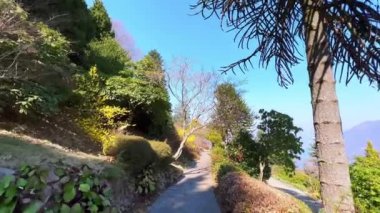 Monkey Puzzle Tree, thuja, ardıç, çalılar ve diğer bitkiler, Carona, Ticino, İsviçre gibi farklı ilginç kozalaklı kozalaklılarla Parco San Grato dağını keşfedin