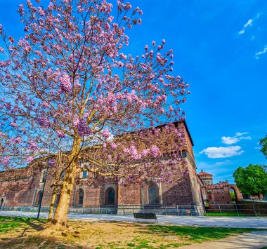 Sempione Park, Milan, İtalya 'daki Sforza Kalesi' nde çiçek açan Prenses Ağacı (İmparatoriçe Ağacı)
