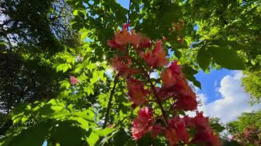 Güçlü rüzgarda sallanan kırmızı at kestanesinin parlak paniği